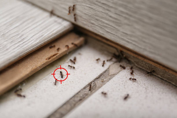 Best Pest Prevention Services  in Dupont, WA