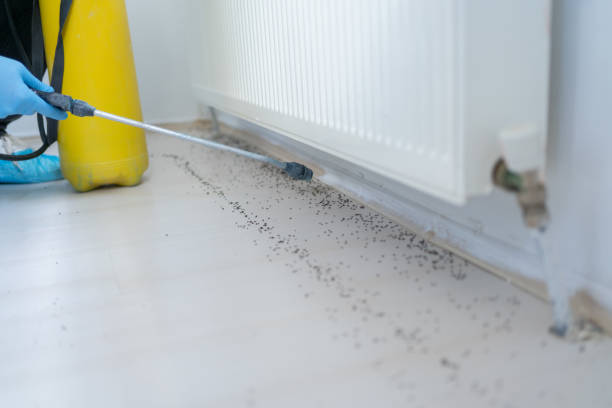 Best Insect Control  in Dupont, WA