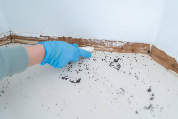 Best Cockroach Control Services  in Dupont, WA